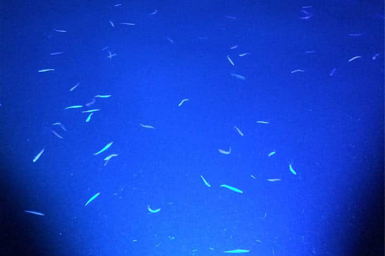 Underwater Light – Drain Plug / Puck Light