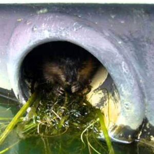 Muskrat Otter Exhaust Guards